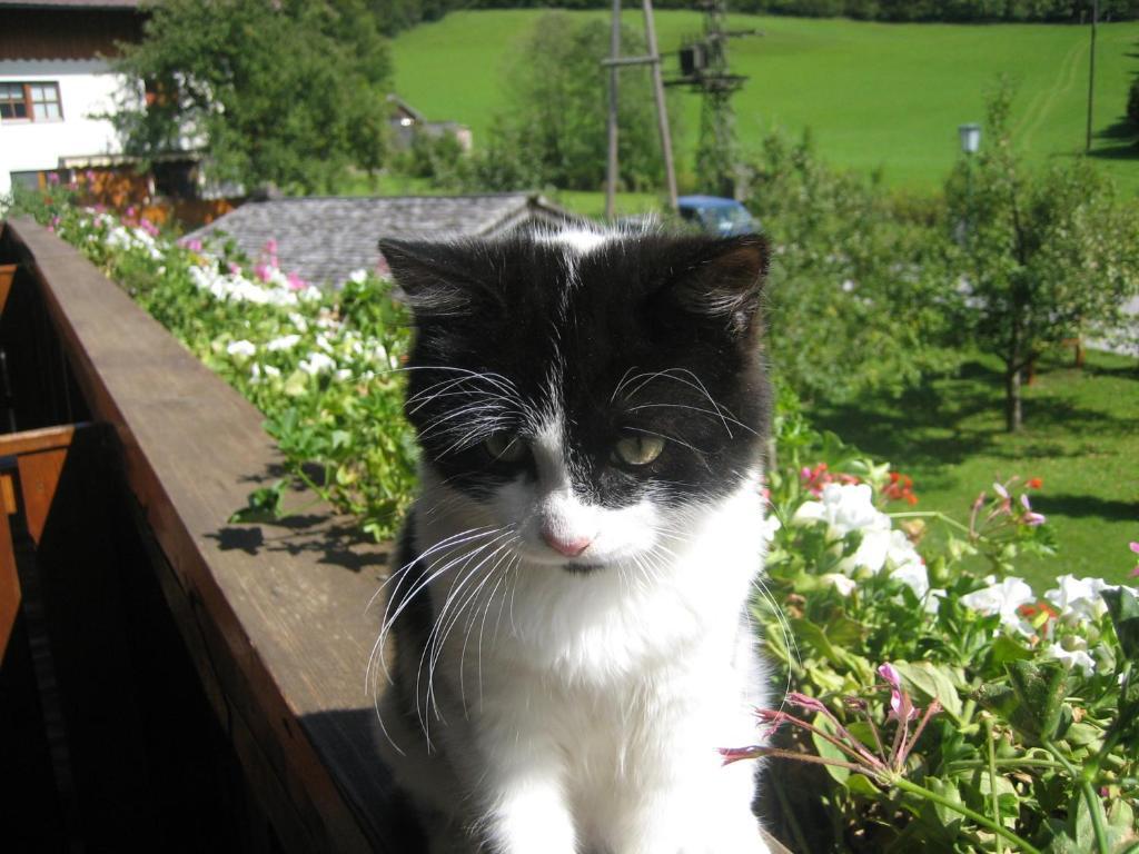 Schoerghof Abtenau Ruang foto