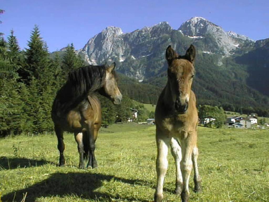 Schoerghof Abtenau Bagian luar foto